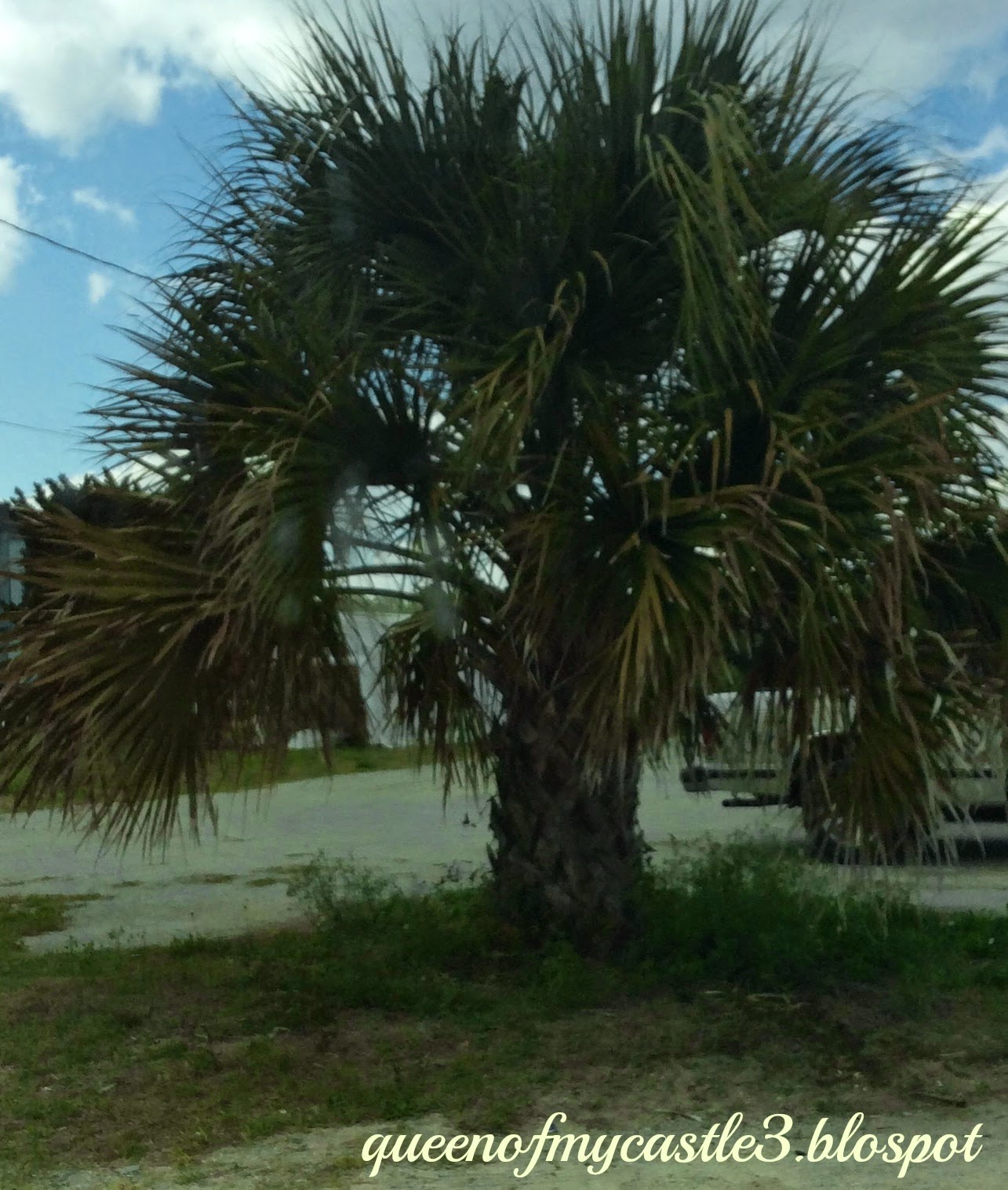 SC Palm Tree