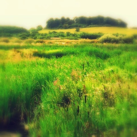 lush green growth of water meadows