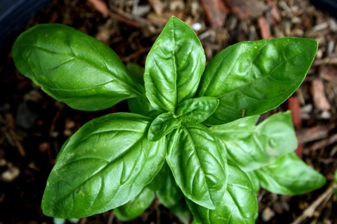 Soñar con albahaca