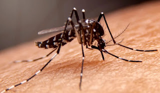 Atividade de Ciências sobre a Dengue
