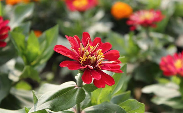 Zinnia Flowers