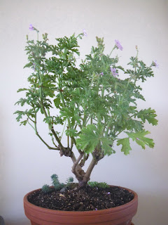 Flowering Pelargonium Capitatum Bonsai, Attar-of-Roses Variety