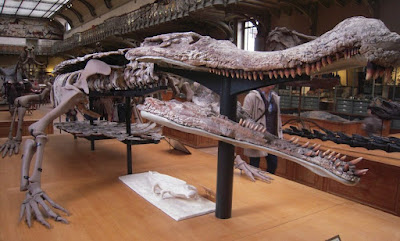 Sarcosuchus