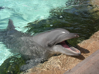 Funny Dolphin