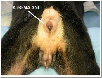 Arrossamento neonato