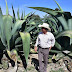 REFORESTARÁN ZONAS AGRÍCOLAS CON PLANTAS DE MAGUEY EN TLAXCALA 