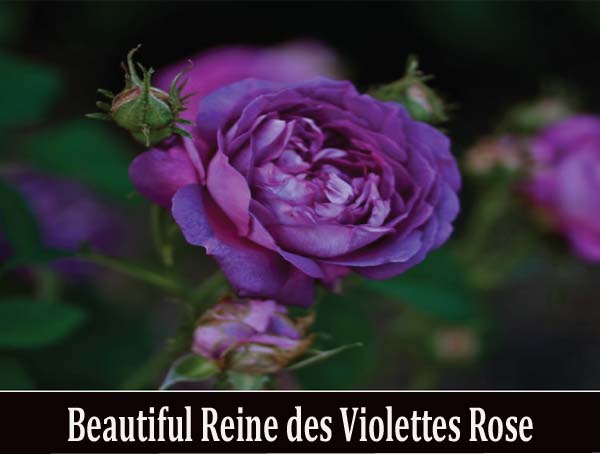 types of flowers a to z Reine Des Violettes Rose Flower | 600 x 454