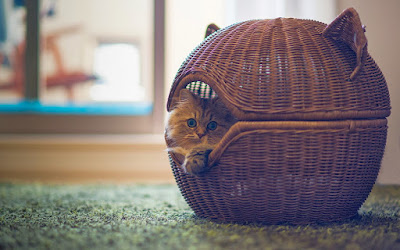 basket-sweet-cat-photo-wallpaper-1920x1200