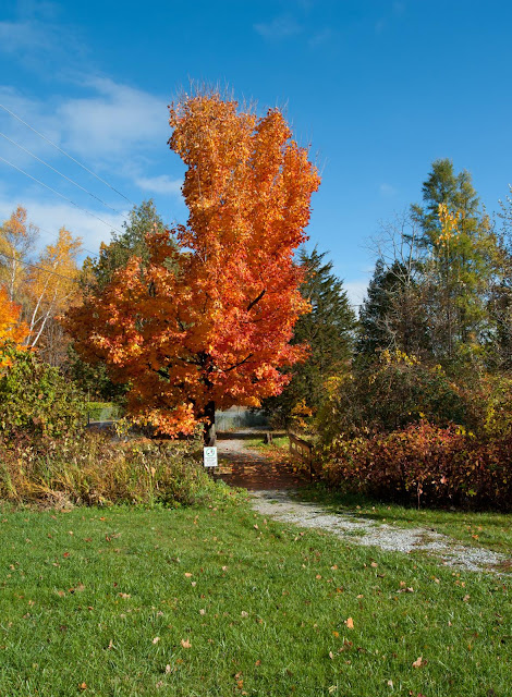 A pathway at the Sanctuary in fall, surrounded by colourful fall trees.