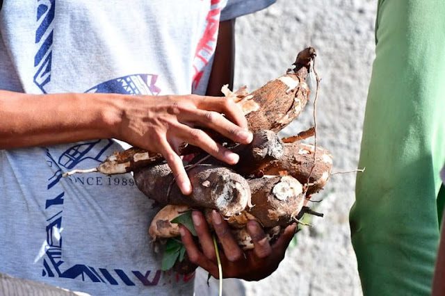 A secretária executiva de Segurança Alimentar e Economia Solidária, Roseana Meira, tem orientado os gestores municipais para que na distribuição dos alimentos todos os protocolos de saúde sejam seguidos. “A obrigatoriedade do uso de máscara, álcool gel e o distanciamento social são fundamentais para a segurança da nossa população e dos nossos trabalhadores. Uma preocupação que tem sido lembrada pelo nosso governador João Azevêdo, quase que diariamente, e nós a repassamos”, enfatiza a secretária.  O PAA tem o objetivo de promover o acesso à alimentação em quantidade, qualidade e regularidade necessária às pessoas em situação de insegurança alimentar e nutricional; assim como valorizar e fortalecer a agricultura familiar, a produção sustentável e a geração de renda. A proposta do PAA-CDS que está em curso totaliza R$ 9,1 milhões. Com base na Portaria n° 393, de 5 de junho de 2020, do Governo Federal, o Governo da Paraíba desenvolveu uma proposta fundamentada por indicadores contidos no Mapa de Insegurança Alimentar e Nutricional do Estado, assim como nos índices de desenvolvimento humano dos munícipios.