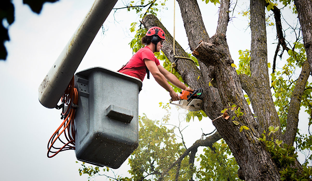 Maui Professional Tree Trimming Services