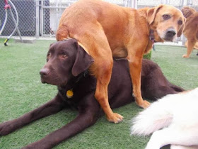 Cute dogs (50 pics), dog pictures, dog sits on dog's head