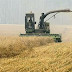 « استقرار سعر القمح الروسي بسبب قوة الروبل والطلب التركي » 