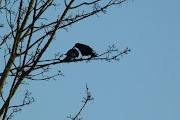 'allo allopreening. I always like to see birds allopreening, . (crows feb )