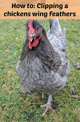 clipping chickens wing feathers, directions.