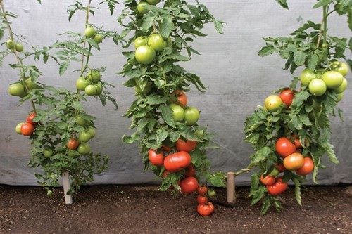 Ngâm hạt giống cà chua vào nước ấm theo tỉ lệ 2 sôi: 3 lạnh rồi để qua đêm