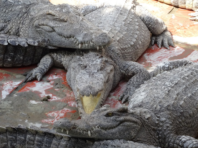 crocodile farm battambang cambodia