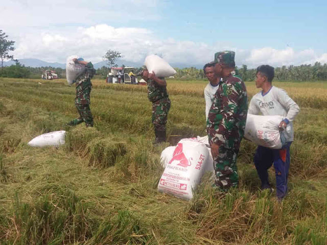 Koramil Wasile Gelar Panen Miliki Kelompok Tani Sri Kanton Toboino