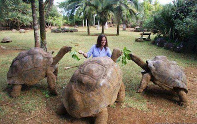 tortugas gigantes