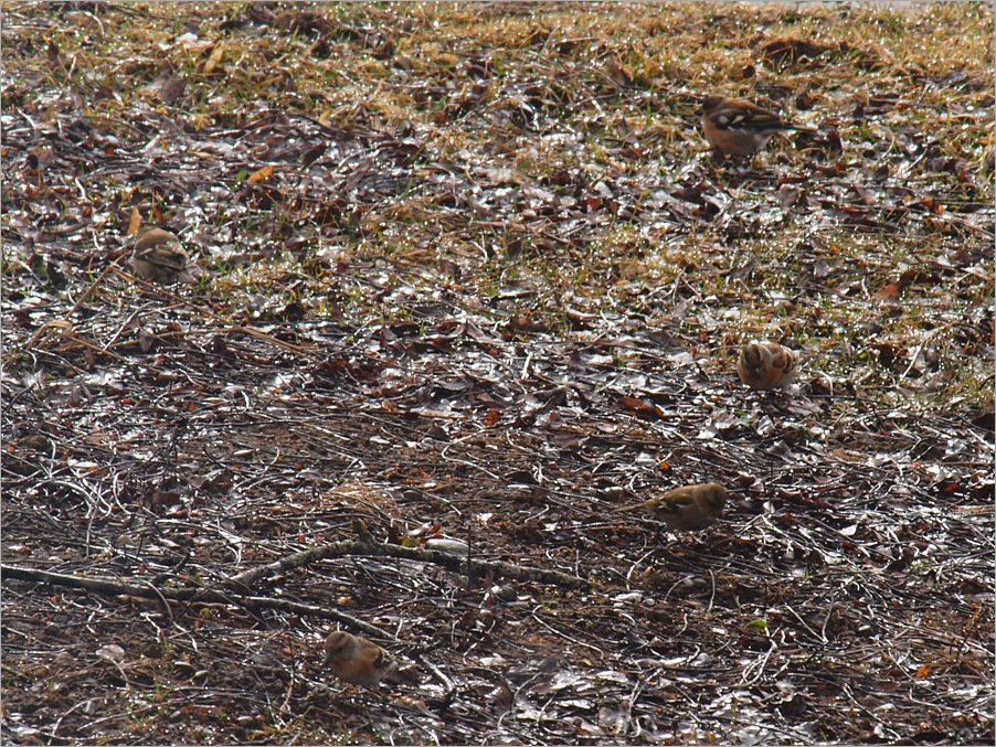 P4185405