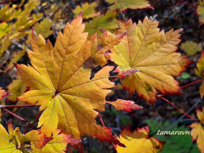 Клён ложнозибольдов (Acer pseudosieboldianum)