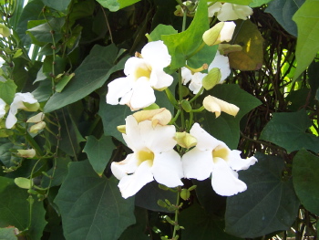 Koleksi Terpopuler Tanaman Rambat Bunga Putih