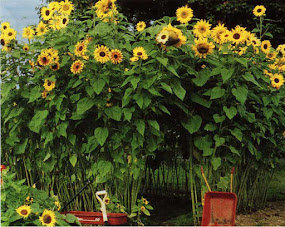 A group of sunflowers grown to form a sunflower house. There is a red wheelbarrow and wagon in front.