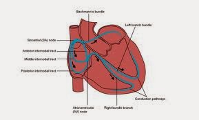 http://www.gohealth.in/treatment/heart-surgery/heart-diagnostic-procedures/e-p-study