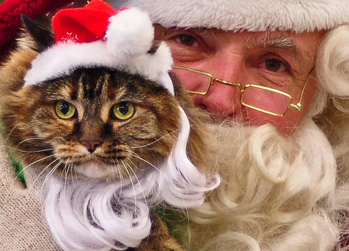 Christmas cat and Santa.  