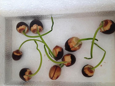 cách trồng hạt giống sen mini 