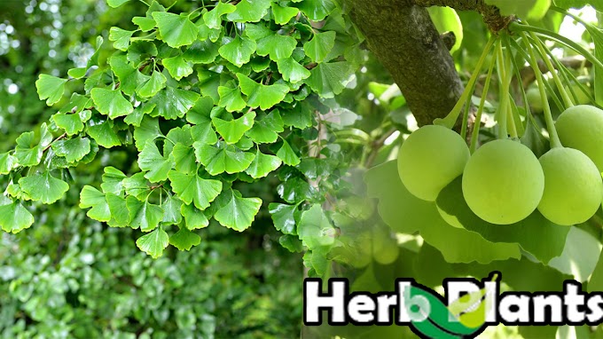 The Timeless Beauty of Ginkgo Plant: Unveiling Nature's Living Fossil