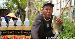 Essen ikan Nila Harian Aroma Walang Sangit