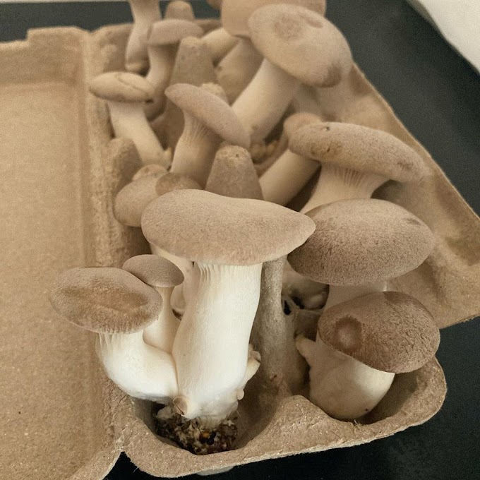 King Oyster Mushrooms | Biobritte mushrooms | Biobritte mushroom company 