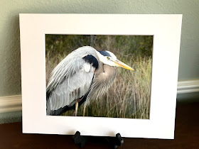 Great Blue Heron photo
