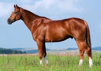 Show Me Pictures Of Horses7