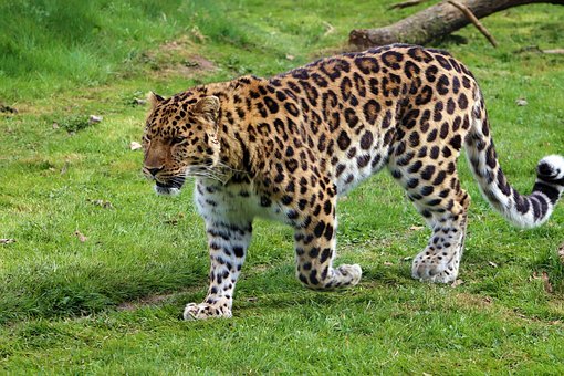 mutation in amimal rare. amur leopard