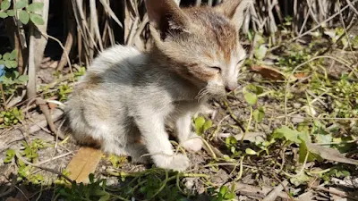 Small baby cat