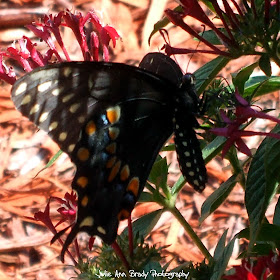 Eastern Black Swallowtail Butterfly