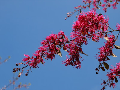 √ 木 赤い 花 536776-木 花 赤い