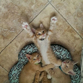 Funny cats - part 97 (40 pics + 10 gifs), cat pictures, three cute kittens