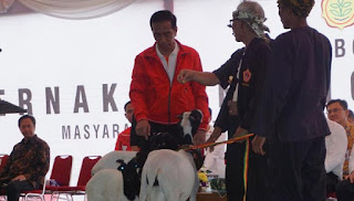 Pak Jokowi Sebut Pelihara Kambing Sendiri Untungnya Lumayan