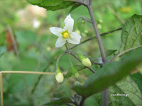 Στρύφνος-Solanum nigrum