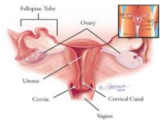 Some characteristics and Cervical Cancer Symptoms You Should Know