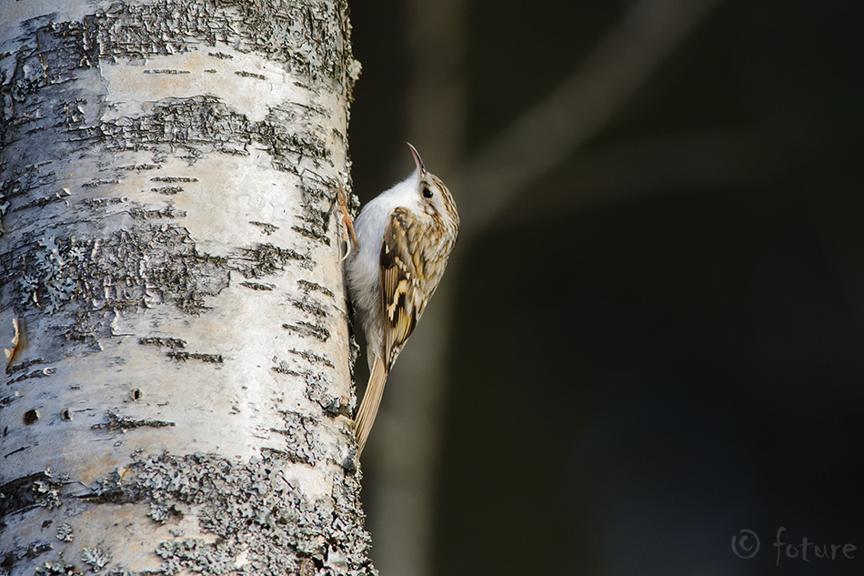 Harilik porr, Certhia familiaris, Eurasian Treecreeper, Tree-Creeper, Common