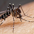 📰 La Dengue s’intensifie à Saint-Martin et Saint-Barthélemy