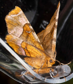 Purple Thorn, Selenia tetralunaria.  Hayes, 30 July 2016.