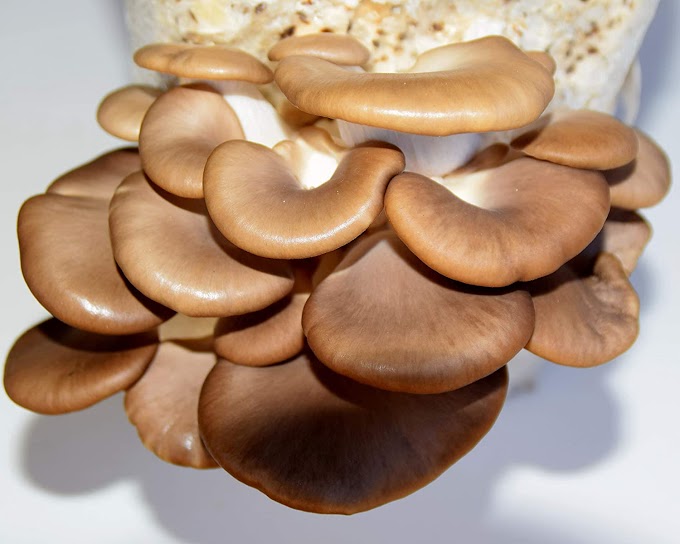 Oyster mushroom amazon | Mushrooms online shop | Biobritte mushroom center