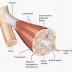 Muscle | Short Defination Of Human Body Muscle | Information About Muscle