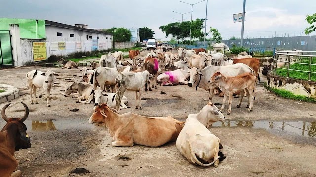 ट्रामा सेंटर के समीप अघोषित बना गौशाला सुबह-शाम सैकड़ों की संख्या में डीडीआरसी सड़क मार्ग में बैठे रहते हैं मवेशी