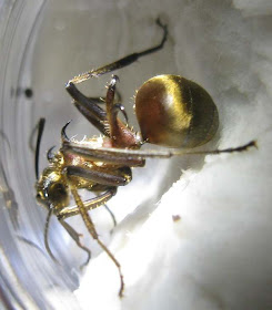 Polyrhachis ypsilon ant